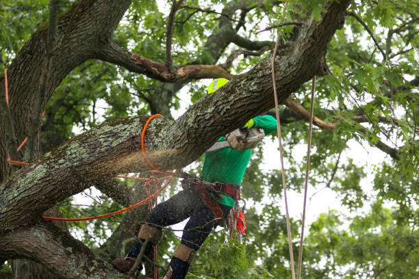 Best Leaf Removal  in Delshire, OH