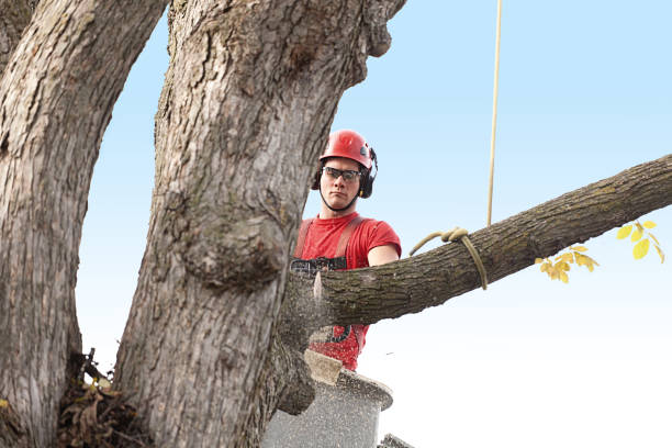 How Our Tree Care Process Works  in  Delshire, OH